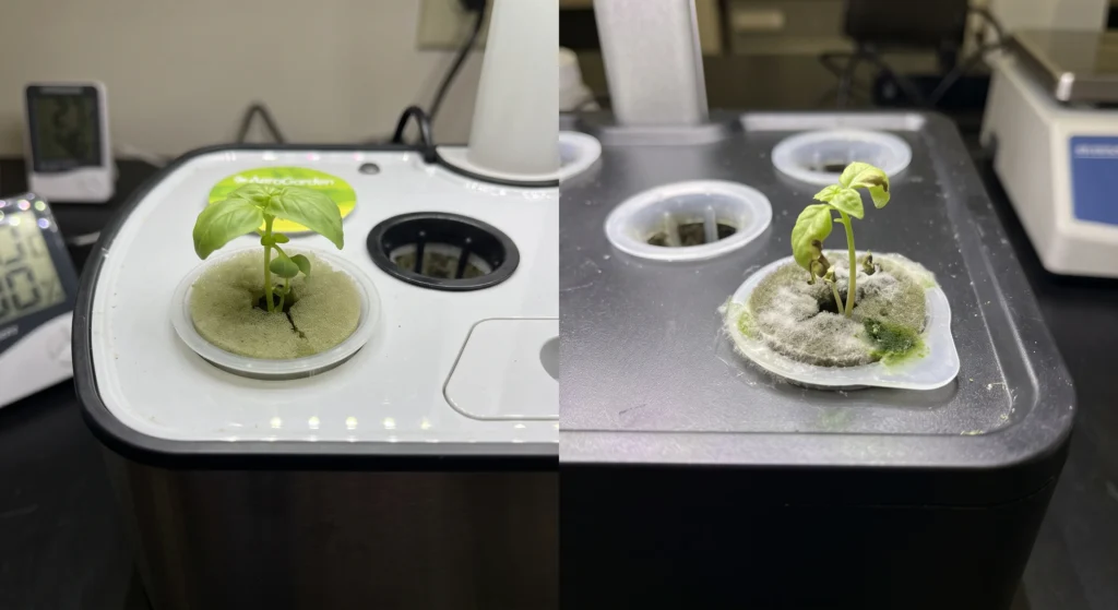 A technical lab photo showing standardized AeroGarden pods with less mold vs iDOO pods with visible fuzzy mold and algae.