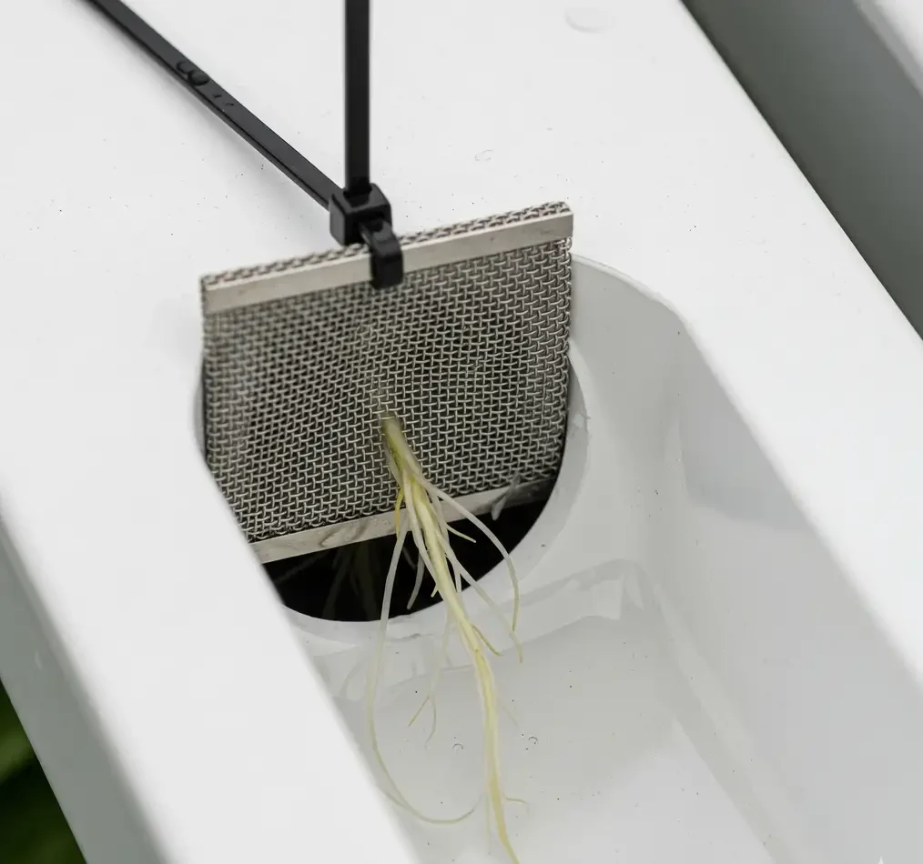 Installing a mesh root screen inside an NFT channel to prevent root clogging.