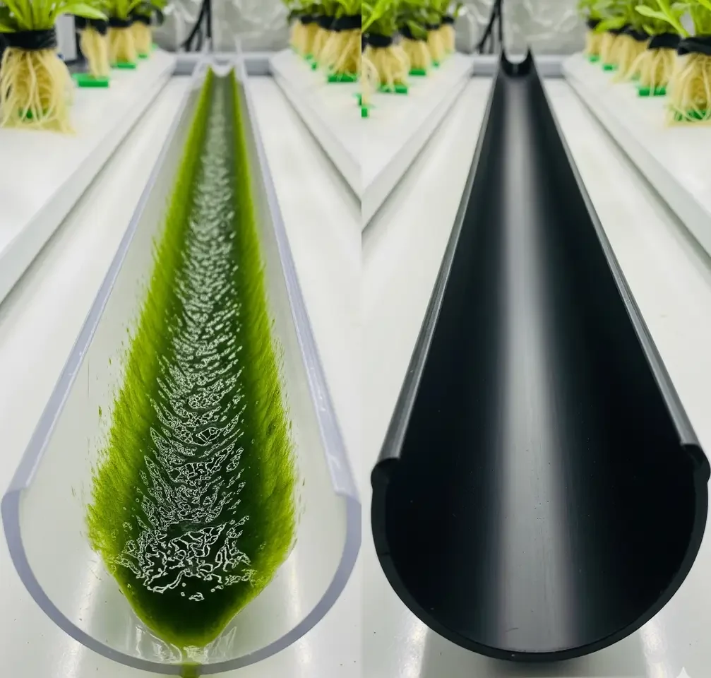 A comparison of clear and opaque NFT hydroponic channels showing how light causes algae growth.