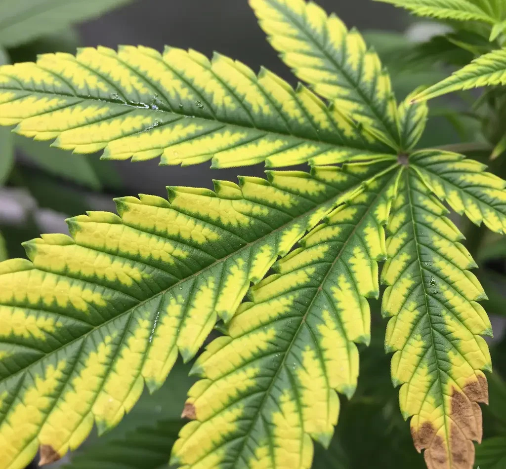 Magnesium deficiency in hydroponic cannabis | Interveinal chlorosis on older leaves