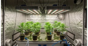 An honest review of the best hydroponic systems, lights, and nutrients for cannabis cultivation.