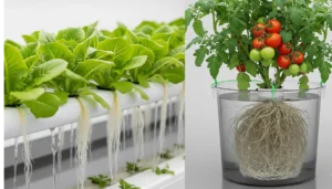 A visual guide for pairing plants with hydroponic systems, showing the ideal root architectures for NFT and DWC setups.