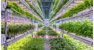 An analysis of vertical farming economics, focusing on the business and technology needed for profitability.