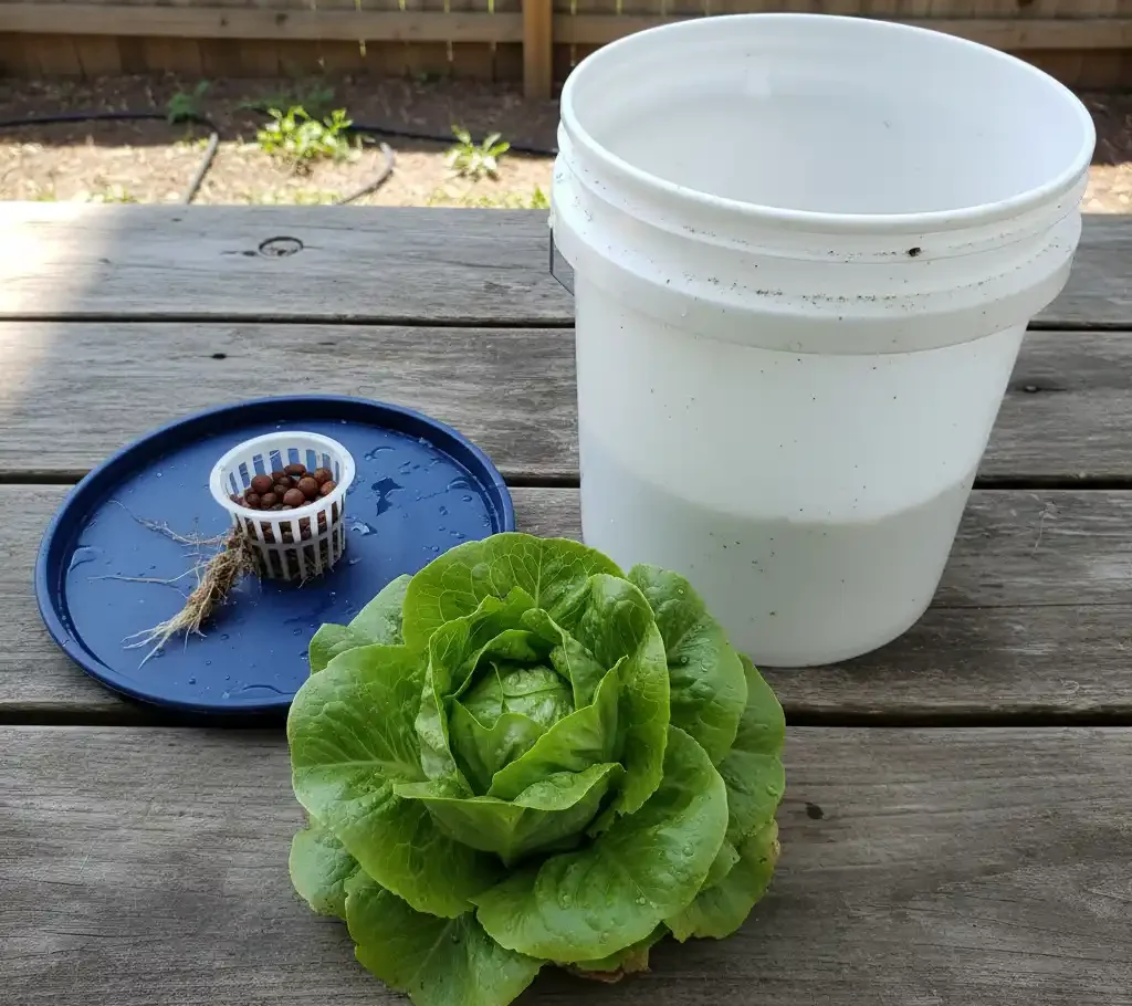 The $150 Hydroponic Test Rig: DIY Starter Kit for Beginners 3 A full head of lettuce harvested from a homemade deep water culture (DWC) hydroponic bucket.