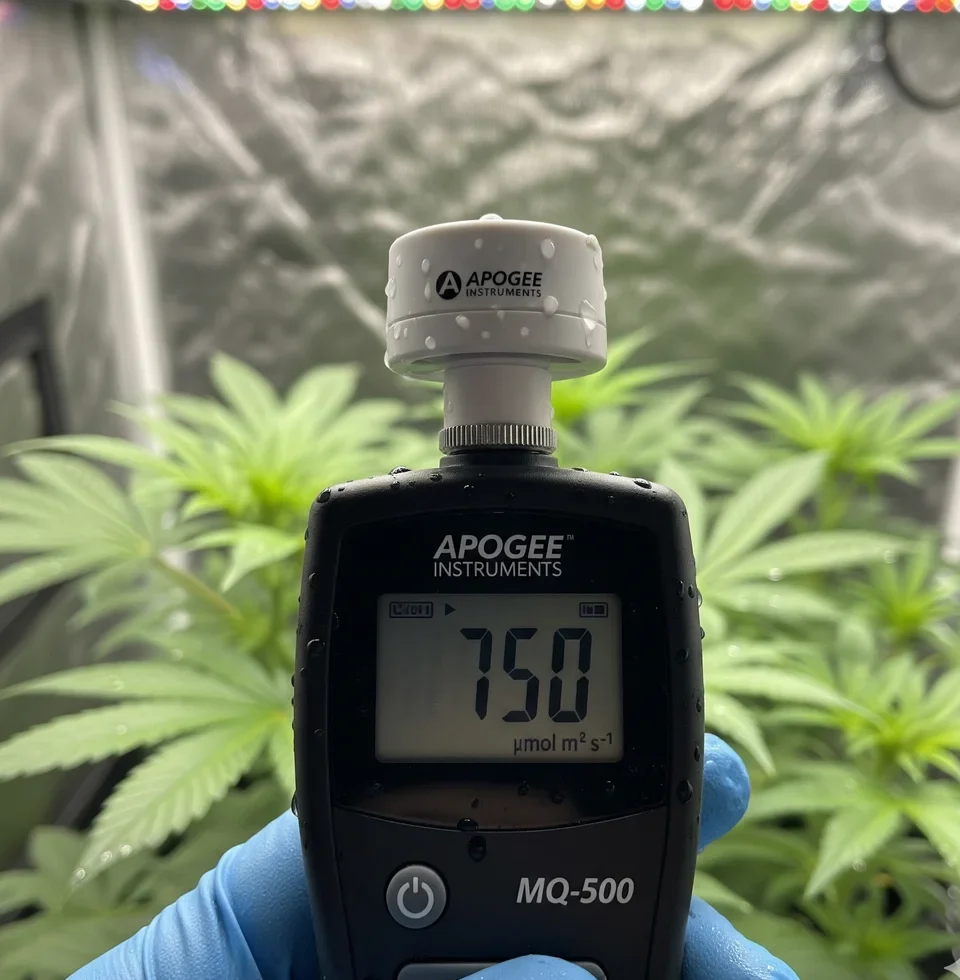 A close-up of an Apogee MQ-500 PAR meter, demonstrating the professional-grade tool used to measure light intensity in a grow tent.