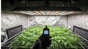 A grower using an Apogee PAR meter to verify the optimal LED grow light distance chart for a plant canopy, ensuring the correct PPFD for healthy growth.