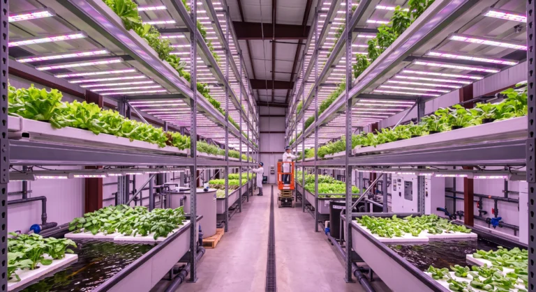 The Ultimate DIY Hydroponic System Blueprint: From Seed to Harvest