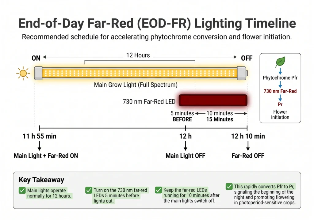 Timeline infographic showing a 12-hour main grow light cycle with a supplemental 730 nm far-red LED turning on five minutes before lights off, overlapping with the main light, and remaining on for ten minutes after the main lights switch off to accelerate phytochrome conversion and flower initiation.