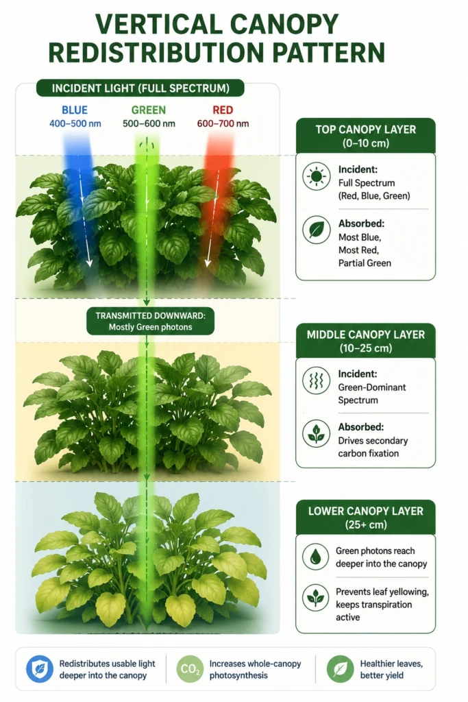 Infographic illustrating vertical canopy light redistribution in hydroponic crops, showing red and blue light absorbed by the upper canopy while green photons penetrate deeper to sustain middle and lower leaf photosynthesis.