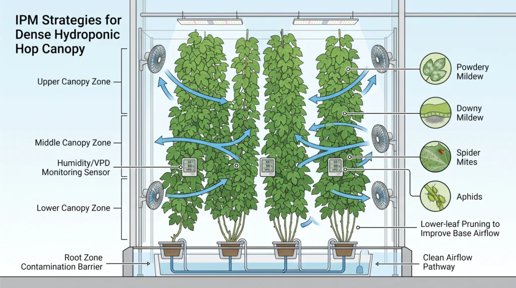 Hydroponic hop canopy airflow showing fan circulation, VPD management and lower-canopy pruning