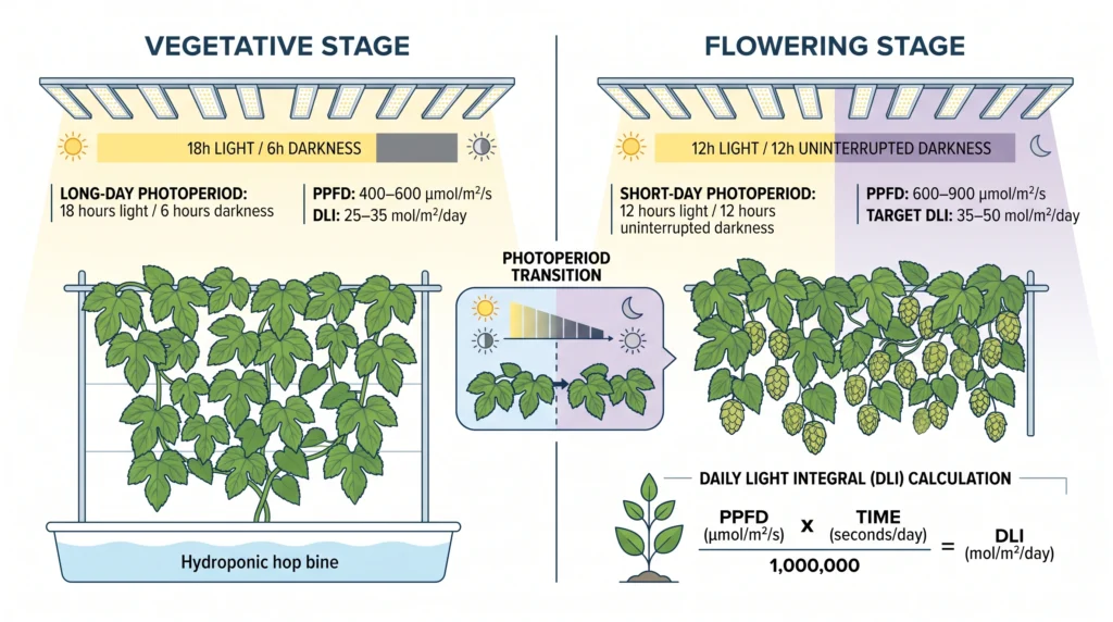 Hydroponic hop vegetative and flowering photoperiod with PPFD and DLI targets
