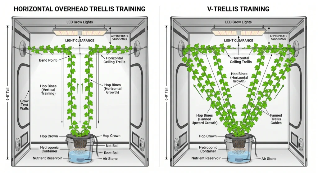 Horizontal and V-trellis training methods for growing hydroponic hops in a low-ceiling tent
