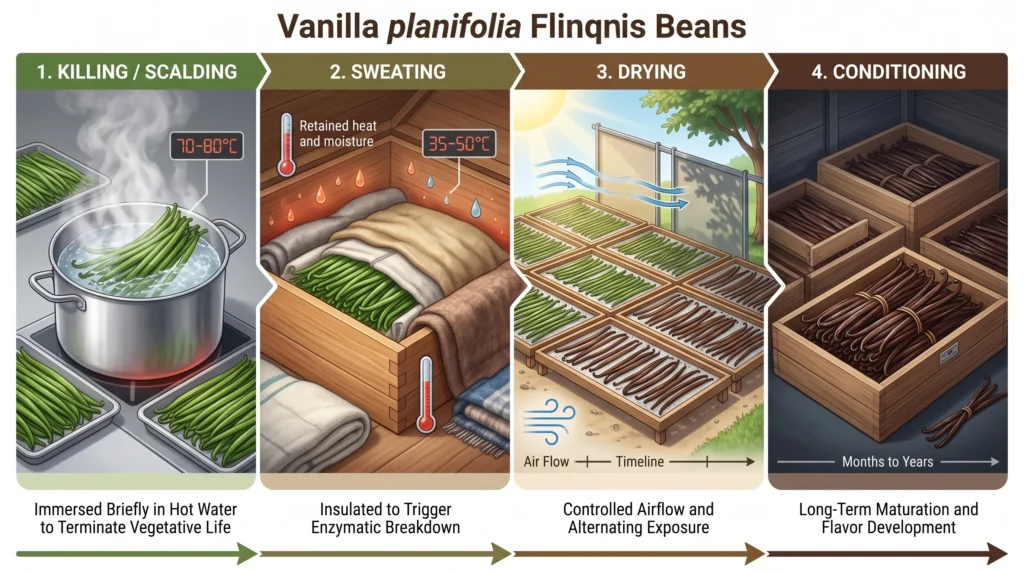 Hydroponic Vanilla Orchids: Vertical Trellising & Hand Pollination 11 Four stages of vanilla bean curing killing sweating drying and conditioning