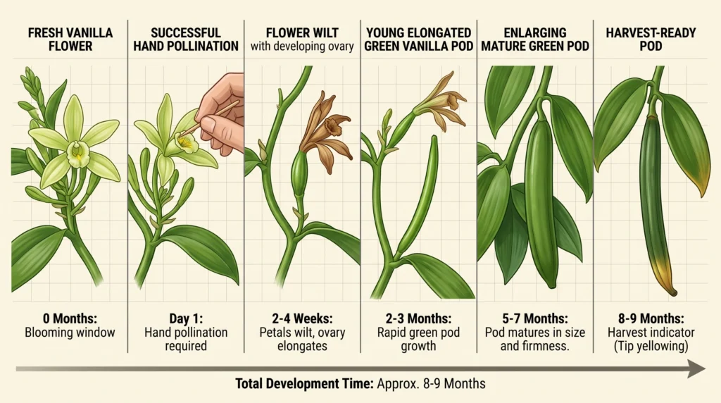 Hydroponic Vanilla Orchids: Vertical Trellising & Hand Pollination 10 Vanilla bean development from pollinated flower to mature green pod