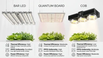 Bar LED vs Quantum Board vs COB grow lights showing thermal efficiency and PPFD distribution comparison.