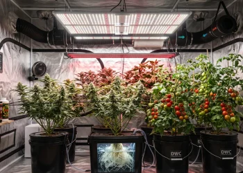 Modern indoor hydroponic grow room illuminated by full-spectrum LED grow lights and a dedicated 730 nm far-red LED bar, showing healthy flowering plants, white roots, and programmable lighting for precise photoperiod control.