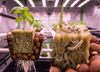 Fungus gnats flying above hydroponic rockwool cubes while beneficial nematodes and Bti eliminate larvae