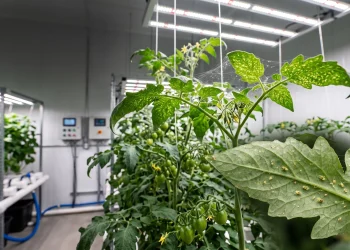 Spider mites and fine webbing on hydroponic plant leaves in an indoor grow room
