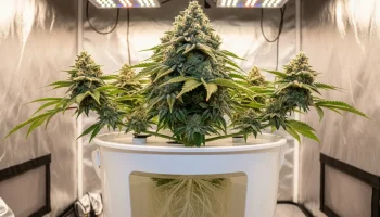 A beautiful cannabis plant thriving in a hydroponic cannabis setup, showcasing the potential for huge yields.