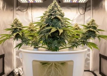 A beautiful cannabis plant thriving in a hydroponic cannabis setup, showcasing the potential for huge yields.