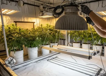 A grower performing hydroponic upgrades inside a grow tent, symbolizing a smart investment in a more efficient and powerful system