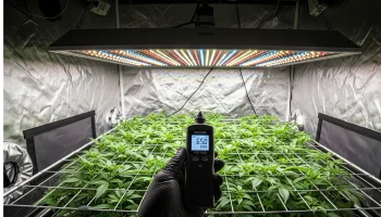A grower using an Apogee PAR meter to verify the optimal LED grow light distance chart for a plant canopy, ensuring the correct PPFD for healthy growth.