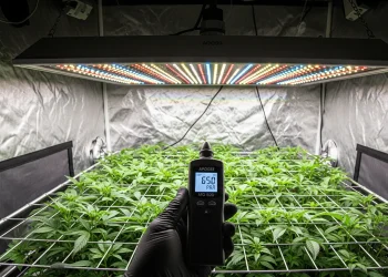 A grower using an Apogee PAR meter to verify the optimal LED grow light distance chart for a plant canopy, ensuring the correct PPFD for healthy growth.