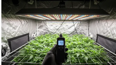 A grower using an Apogee PAR meter to verify the optimal LED grow light distance chart for a plant canopy, ensuring the correct PPFD for healthy growth.