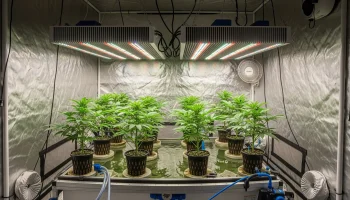 An honest review of the best hydroponic systems, lights, and nutrients for cannabis cultivation.