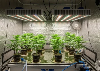 An honest review of the best hydroponic systems, lights, and nutrients for cannabis cultivation.