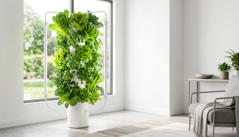 Lush green lettuce growing from a DIY vertical hydroponic tower under $100 | Urban indoor farming